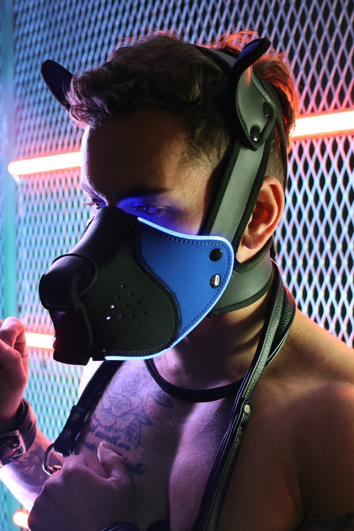 Poundtown Pup Mask 2.0 - Blue - Breedwell