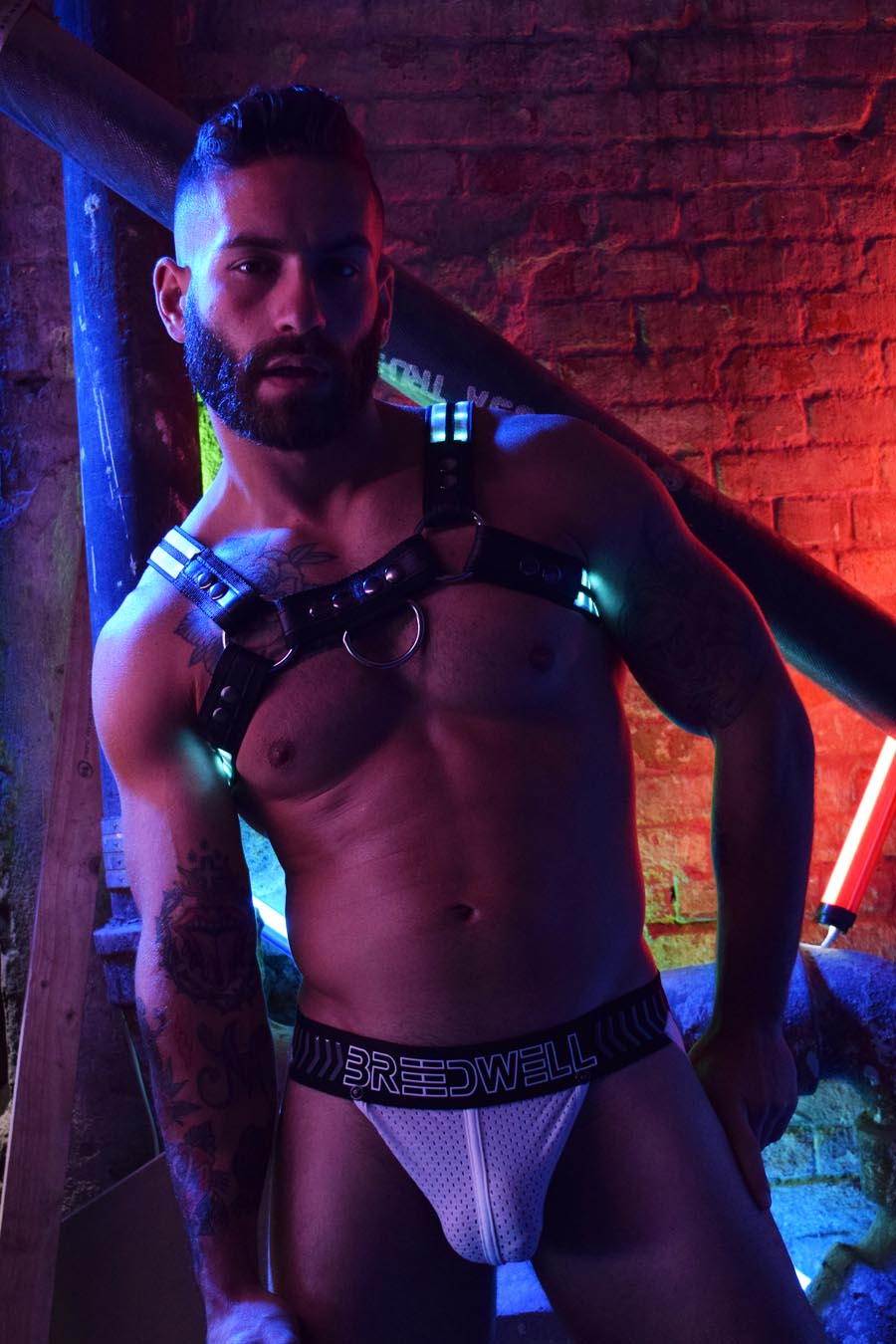 Rave Bulldog Harness - Breedwell