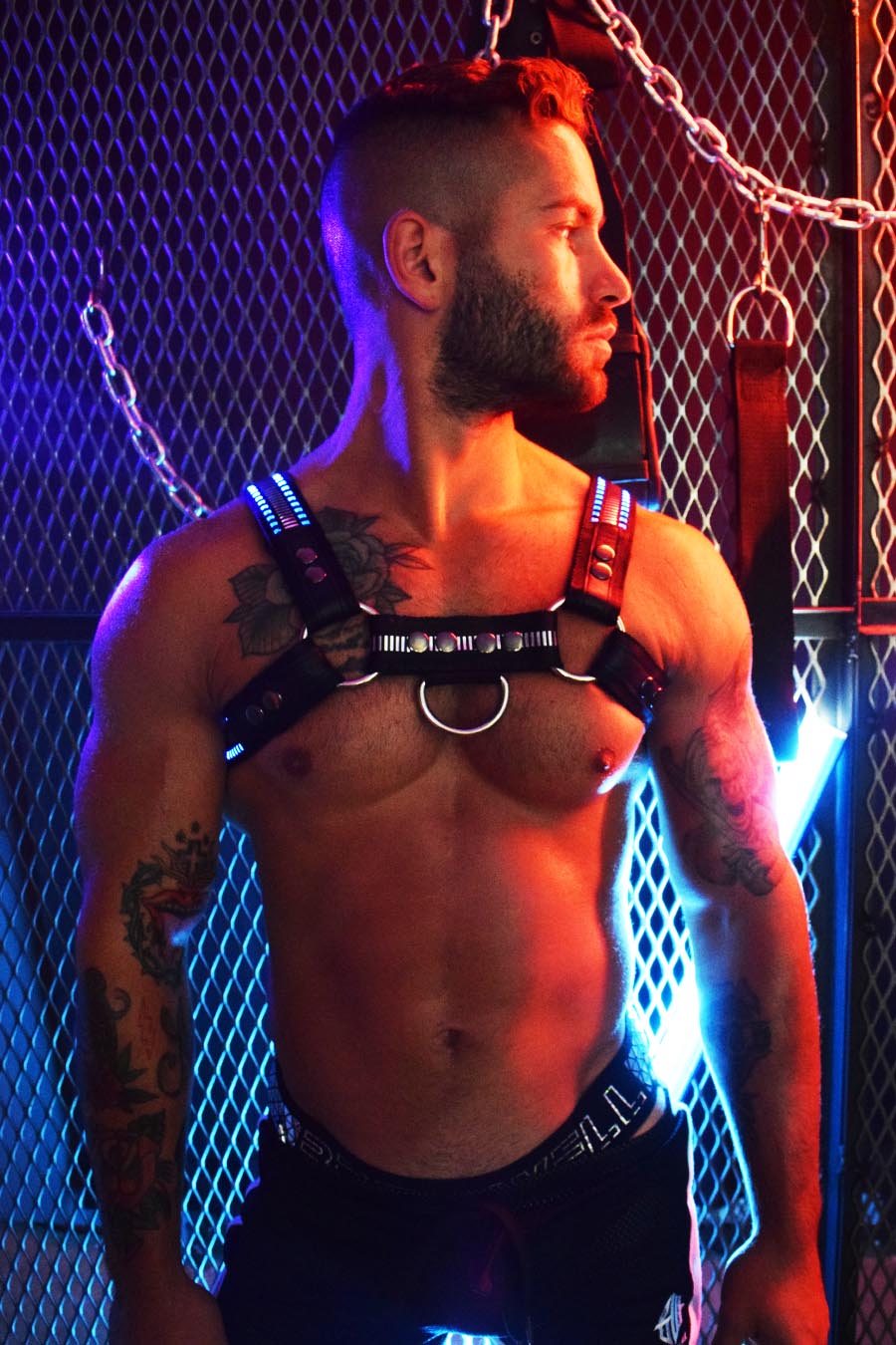 MIRROR GLOW BULLDOG HARNESS